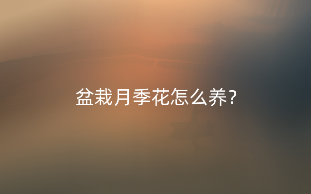 盆栽月季花怎么养？