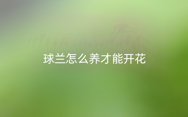 球兰怎么养才能开花