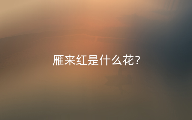 雁来红是什么花？